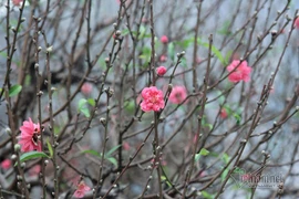 Giờ đẹp, hướng đẹp xuất hành đón tài lộc ngày mùng 1 Tết Tân Sửu