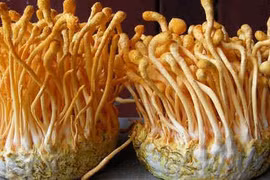 Cú lừa “đánh cắp khái niệm” đông trùng hạ thảo – kỳ cuối: Cần công bố rõ thành phần