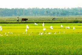 Thương nhớ đồng quê?