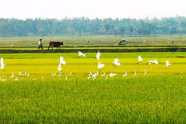 Thương nhớ đồng quê?