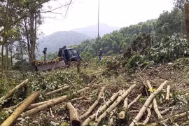 Khai thác gỗ, hồ chứa nước Hóc Sình bị xâm hại