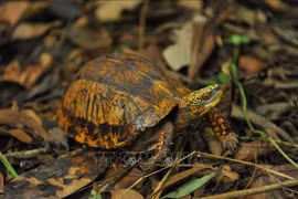 Phát hiện rùa quý hiếm, cấm nhân nuôi