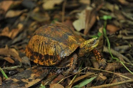 Phát hiện rùa quý hiếm, cấm nhân nuôi