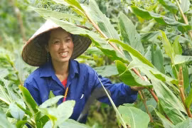 Ngải tiên – “vàng trắng” trên Cao Nguyên Đá