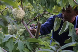 Trung Quốc tạm ngừng nhập khẩu xoài Cao Lãnh