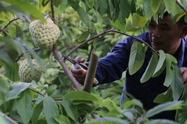 Trung Quốc tạm ngừng nhập khẩu xoài Cao Lãnh