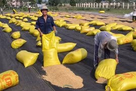 Việt Nam hoàn toàn có thể xuất khẩu 6,7 triệu tấn gạo