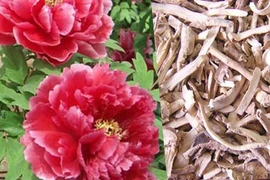 Rễ mẫu đơn chấn kinh, giảm đau xương khớp