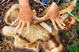 Chặt 'nhầm' cây lâu năm ở rừng phòng hộ di sản Mỹ Sơn đem... bán