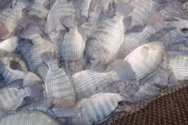 Văcxin Han-Streptila phòng bệnh S. Agalactiae trên cá rô phi 