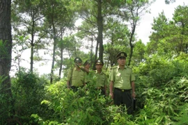 Giám sát quản lý rừng bằng mạng không dây