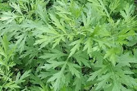 Ngải cứu chữa dị ứng ngoài da