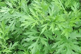 Ngải cứu chữa dị ứng ngoài da