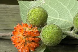 Cây dướng trị đau nhức xương khớp