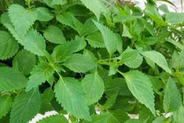 Đau dạ dày không ăn kinh giới