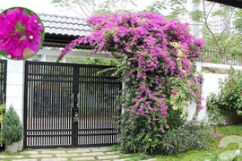 Chọn cây nhanh mọc