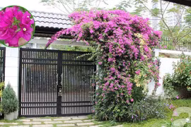 Chọn cây nhanh mọc