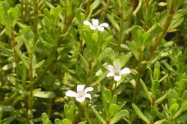 Biển súc trị bệnh đường tiểu