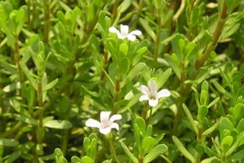 Biển súc trị bệnh đường tiểu