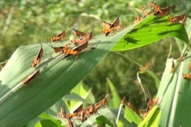 Nạn châu chấu hoành hành khi nắng nóng