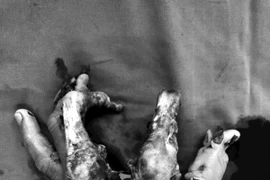 Dùng bình gas mini, thanh niên bị đứt, dập bàn tay