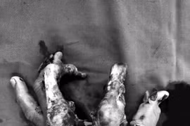 Dùng bình gas mini, thanh niên bị đứt, dập bàn tay