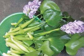 Chọn bèo tây không nhiễm kim loại nặng