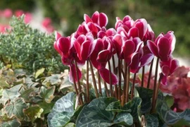 Màu hoa khác nhau tùy thuộc thời tiết