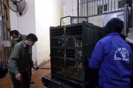 8 con hổ tại Nghệ An được chuyển tới Vườn thú Hà Nội 