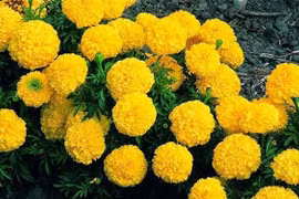 Cúc vạn thọ chữa hen phế quản