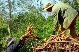 Xuất khẩu sắn và các sản phẩm sắn đạt 436 triệu USD