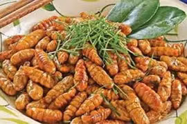 Nhộng tằm món ăn ngon, vị thuốc quý