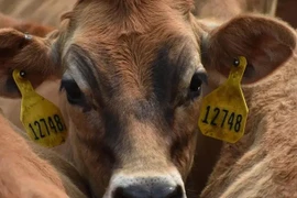 Bò trốn khỏi lò giết mổ và thoát chết nhờ biết trượt nước