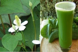 Lá giấp cá chữa trĩ