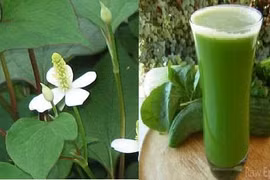 Lá giấp cá chữa trĩ