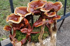 Chăm sóc nấm lim xanh