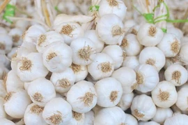  Đặc điểm chỉ dẫn địa lý tỏi Lý Sơn