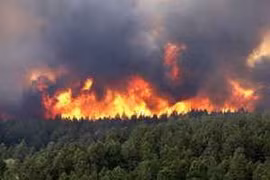 Tự động báo cháy, báo động chặt phá rừng