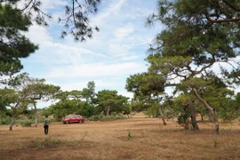 Chuyển đổi 174 ha đất rừng trồng làm sân golf ở Gia Lai: Rừng thông, đồi cỏ hồng vẫn được giữ gìn