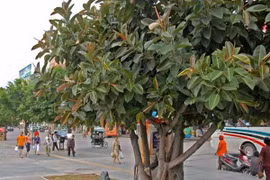 Đa búp đỏ trị cảm cúm