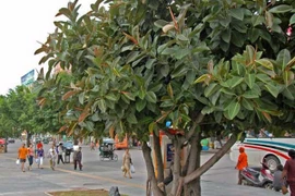 Đa búp đỏ trị cảm cúm