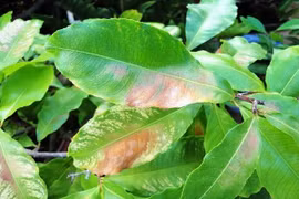 “Cứu” cây bị cháy nắng