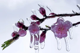 Miền Bắc tiếp tục rét đậm, băng giá phủ dày Mẫu Sơn, Y Tý, khả năng có thể mưa tuyết