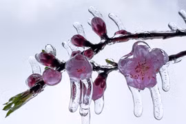 Miền Bắc tiếp tục rét đậm, băng giá phủ dày Mẫu Sơn, Y Tý, khả năng có thể mưa tuyết