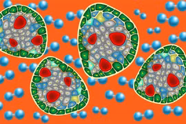 Tăng cường khả năng sống của các mô cấy ghép 