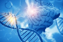 Những vùng gene góp phần vào sự phát triển nhận thức