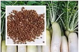 Hạt cải củ trị ho suyễn, chậm tiêu