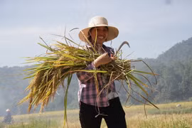 Phê duyệt Dự án Làng sinh thái nông nghiệp bền vững, sản xuất sạch và an toàn