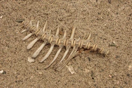 Bộ xương cá cổ đại tiết lộ chế độ ăn kiêng của người Do Thái