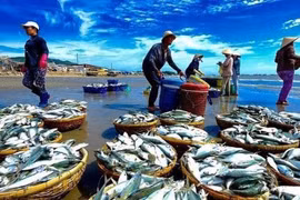 Hàng triệu cổ phiếu công ty thuỷ sản bị huỷ niêm yết bắt buộc trên HOSE